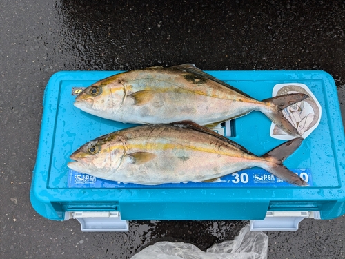 ショゴの釣果