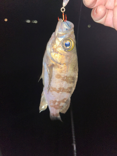 シロメバルの釣果