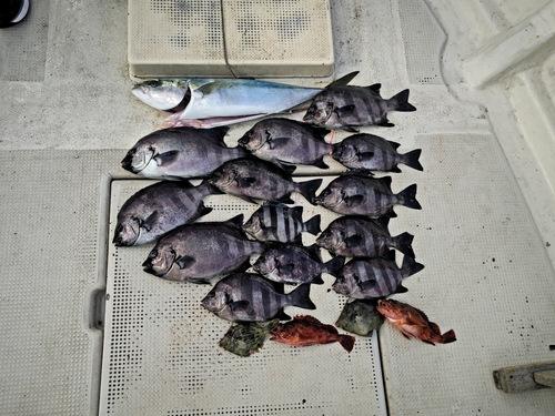 ハスの釣果