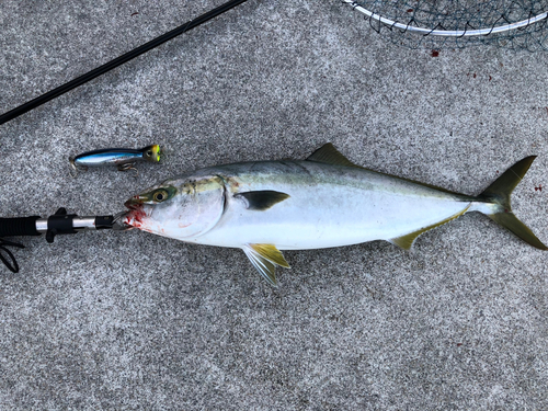 ヤズの釣果