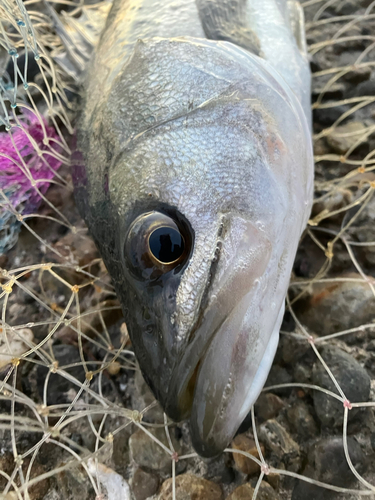 ハネ（マルスズキ）の釣果