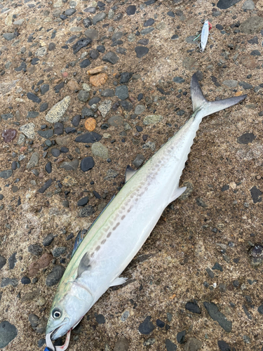 サゴシの釣果