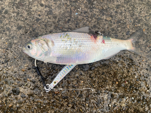 コノシロの釣果