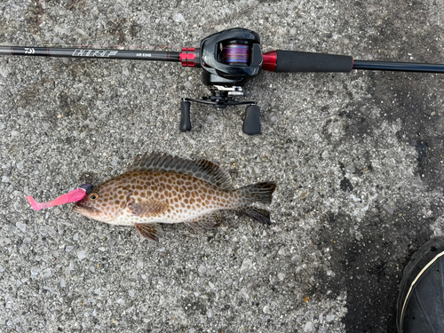 オオモンハタの釣果