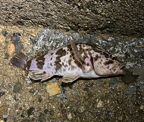 タケノコメバルの釣果