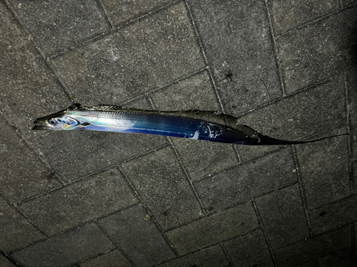 タチウオの釣果