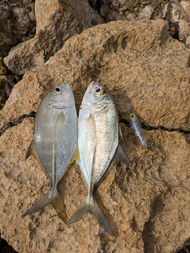 メッキの釣果