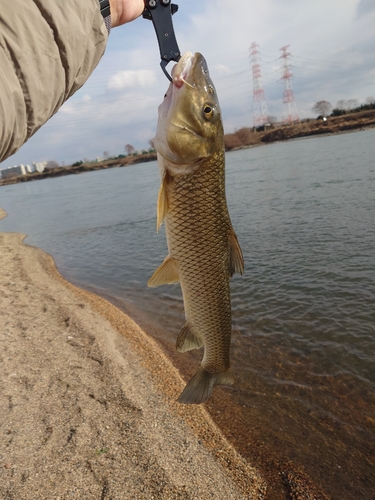 ニゴイの釣果