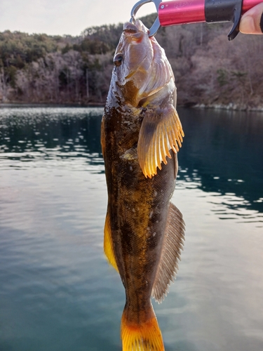 アイナメの釣果