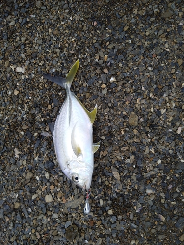 オニヒラアジの釣果