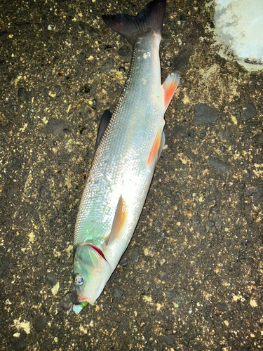 ウグイの釣果