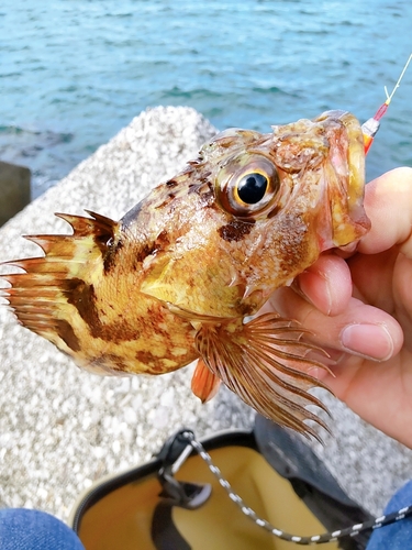 カサゴの釣果