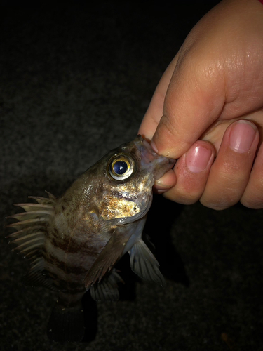 メバルの釣果