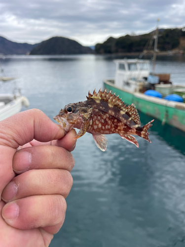 カサゴの釣果