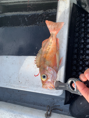 オキメバルの釣果