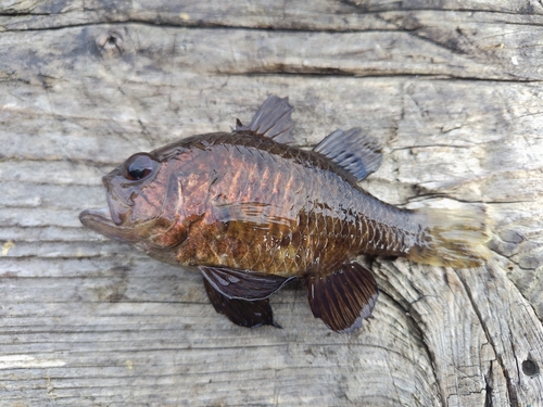 クロイシモチの釣果