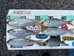 コノシロの釣果