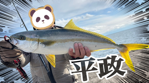 ヒラマサの釣果