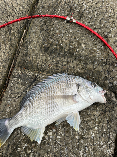 キビレの釣果