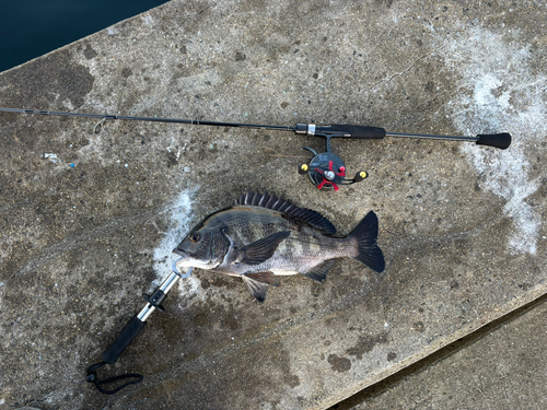 チヌの釣果