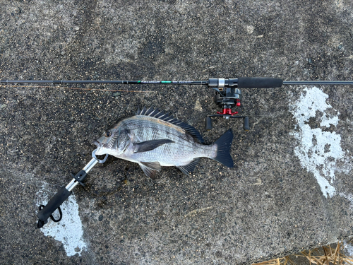 チヌの釣果