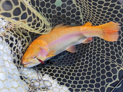 アルビノニジマスの釣果