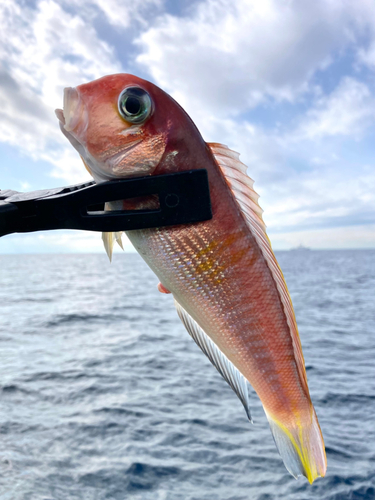 アマダイの釣果