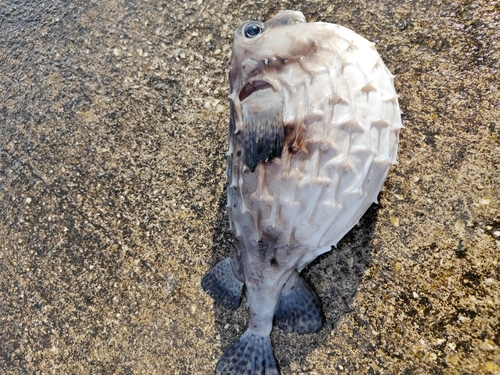 イシガキダイの釣果