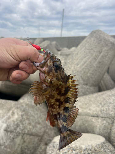 メバルの釣果