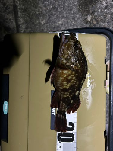 カサゴの釣果