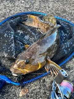 アイナメの釣果