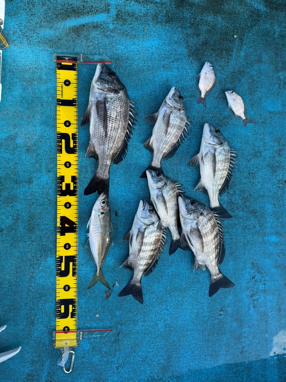 滝さんの釣果 1枚目の画像