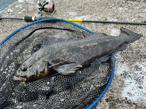 アイナメの釣果