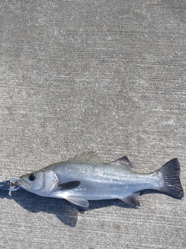 ヒラスズキの釣果