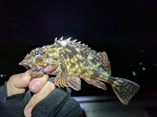 カサゴの釣果