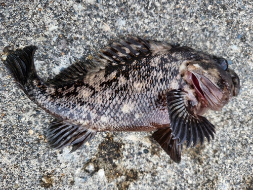 オウゴンムラソイの釣果