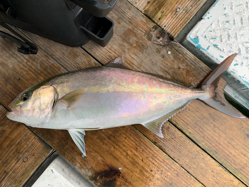 カンパチの釣果