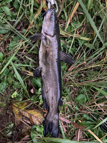 アメリカナマズの釣果