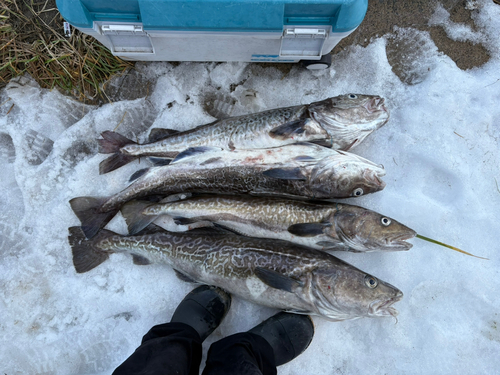 マダラの釣果