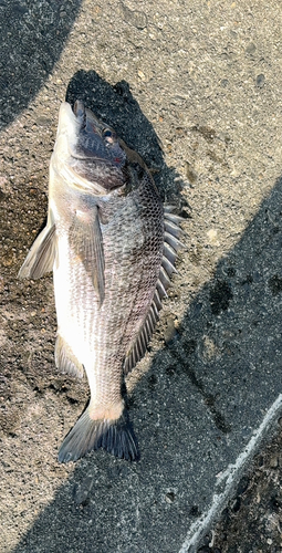 チヌの釣果