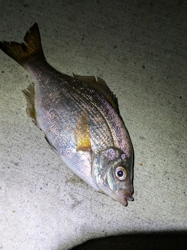 ウミタナゴの釣果