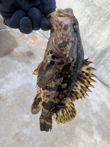 タケノコメバルの釣果