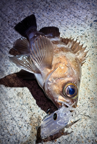 メバルの釣果