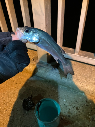 セイゴ（マルスズキ）の釣果