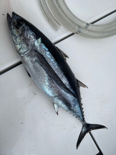 ビンチョウマグロの釣果