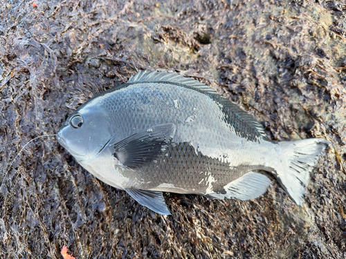 クチブトグレの釣果