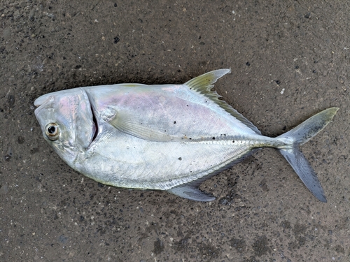 メッキの釣果