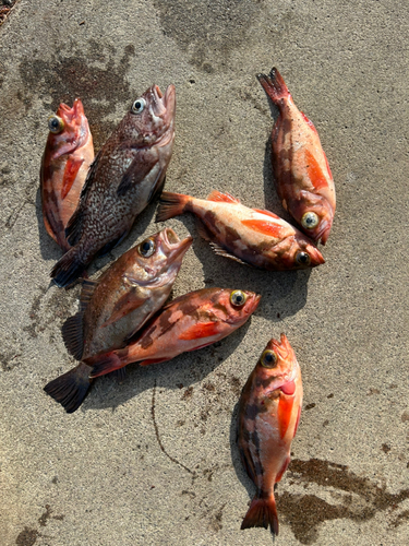 オキメバルの釣果