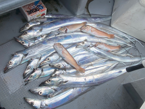 タチウオの釣果