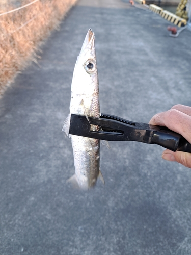 カマスの釣果